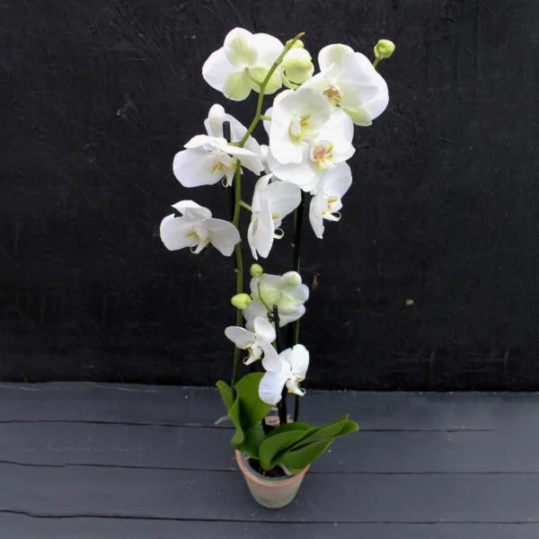 Orchid Pot Plant