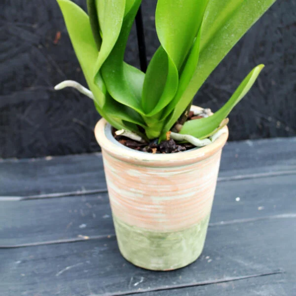 Orchid Pot Plant - Image 2