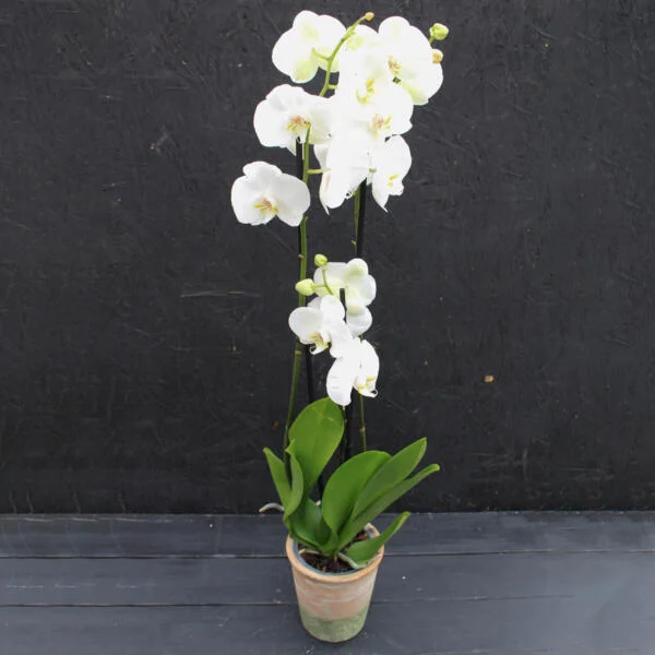 Orchid Pot Plant - Image 4