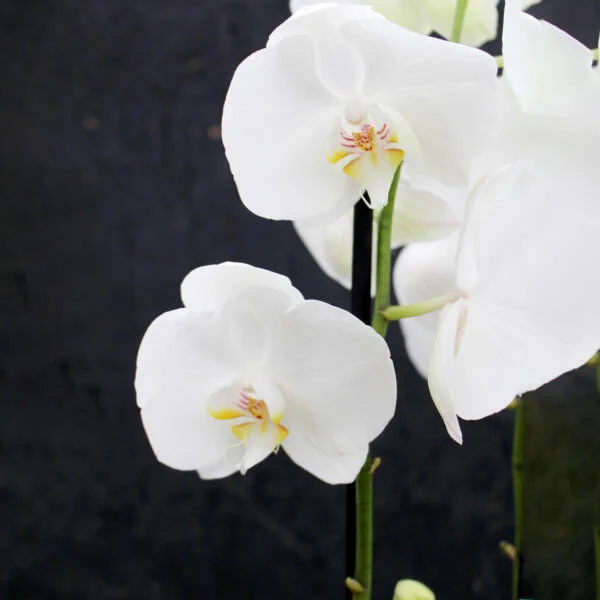 Orchid Pot Plant - Image 3