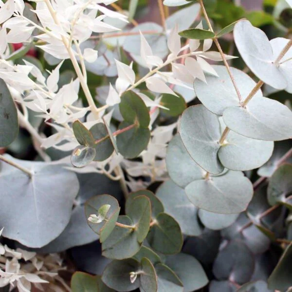 Frosty Foliage - Image 3